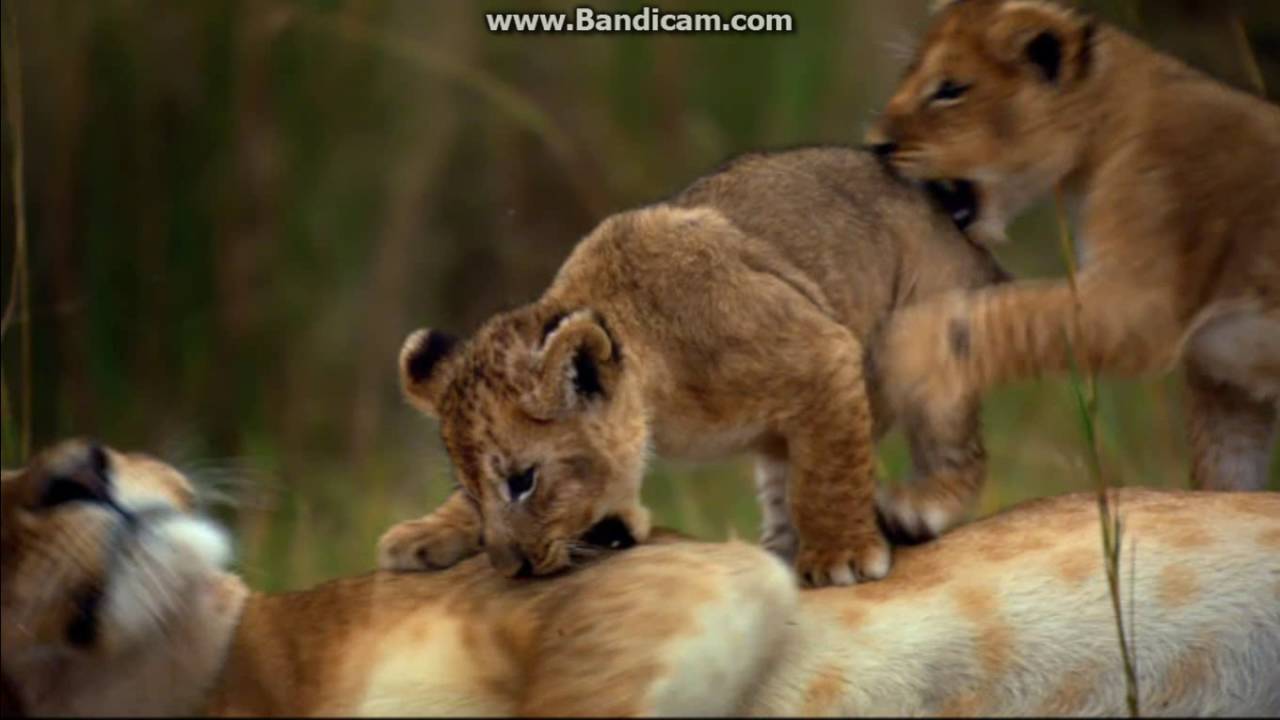 Opening to Disneynature: The Crimson Wing: Mystery of the Flamingos 2010 DVD