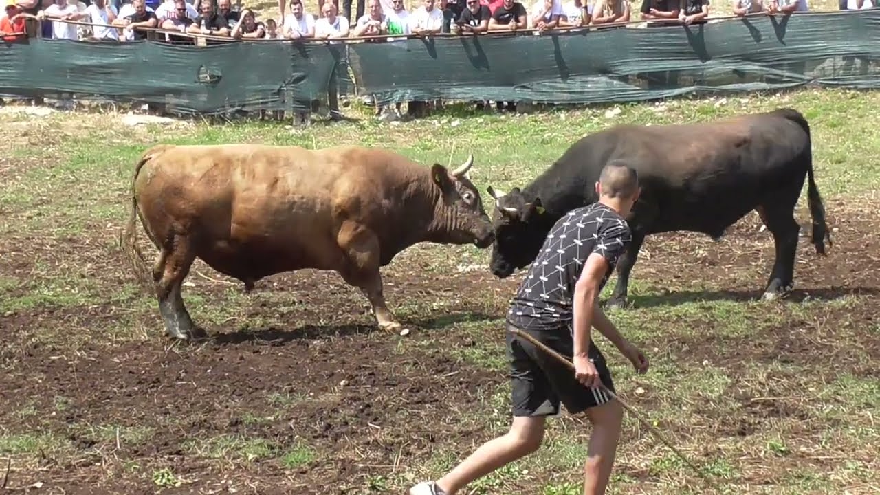 MEDONJA OD RIBIČIĆA I PAJSER OD DODOJE &Scaron;ESTANOVAC 2023 KORIDA
