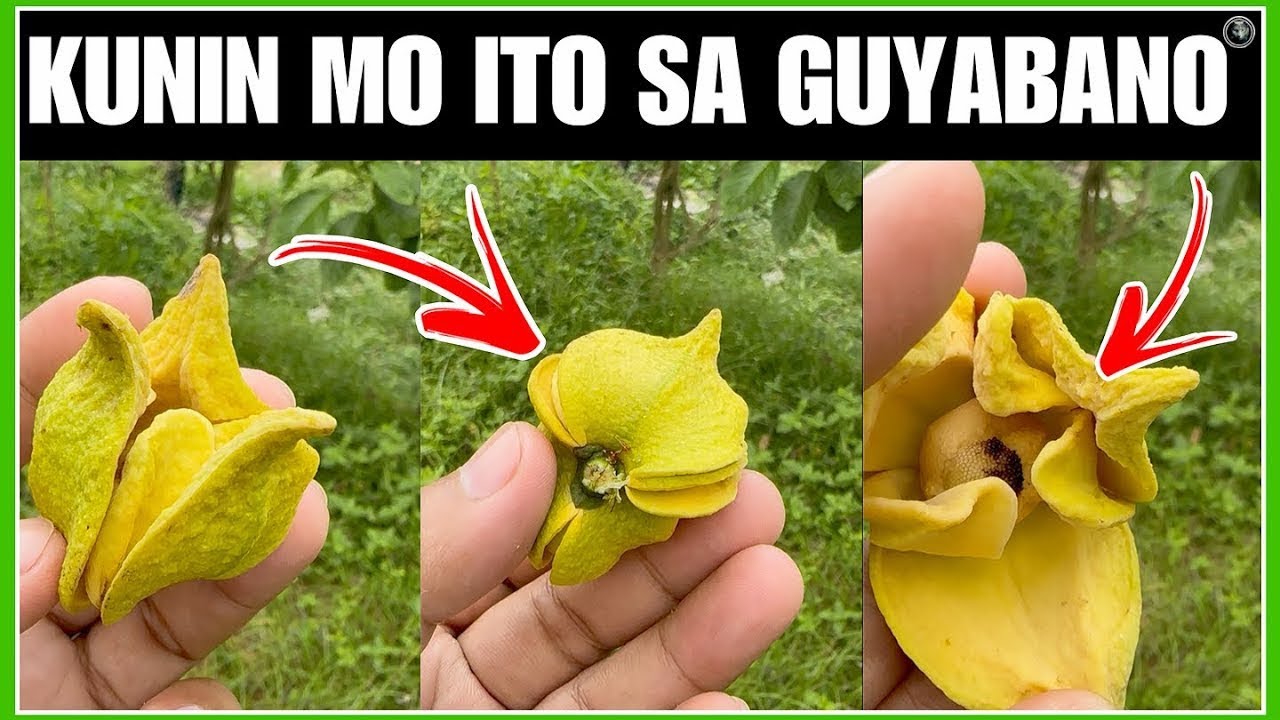 ITO PALA ANG MGA NAKAMAMANGHANG BENEPISYO NG GUYABANO NA MAARING DI MO PA ALAM PANOORIN MO ITO