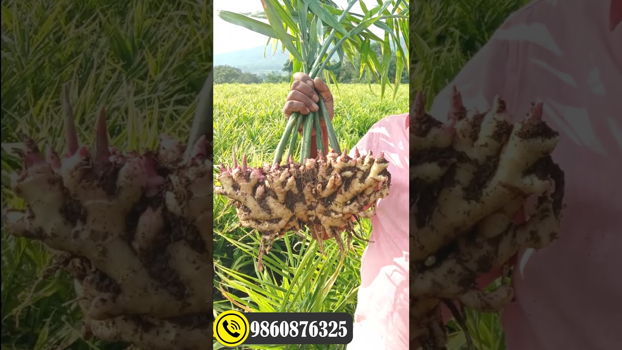 अद्रक(आले) पीक उत्पादन वाढीसाठी - Jumbo आणि stump expert