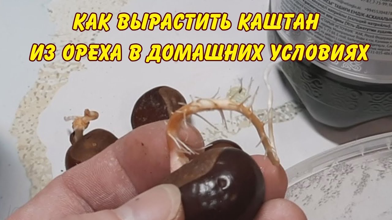 КАК ВЫРАСТИТЬ КАШТАН ИЗ ОРЕХА В ДОМАШНИХ УСЛОВИЯХ САД ОГОРОД САДОВОДСТВО