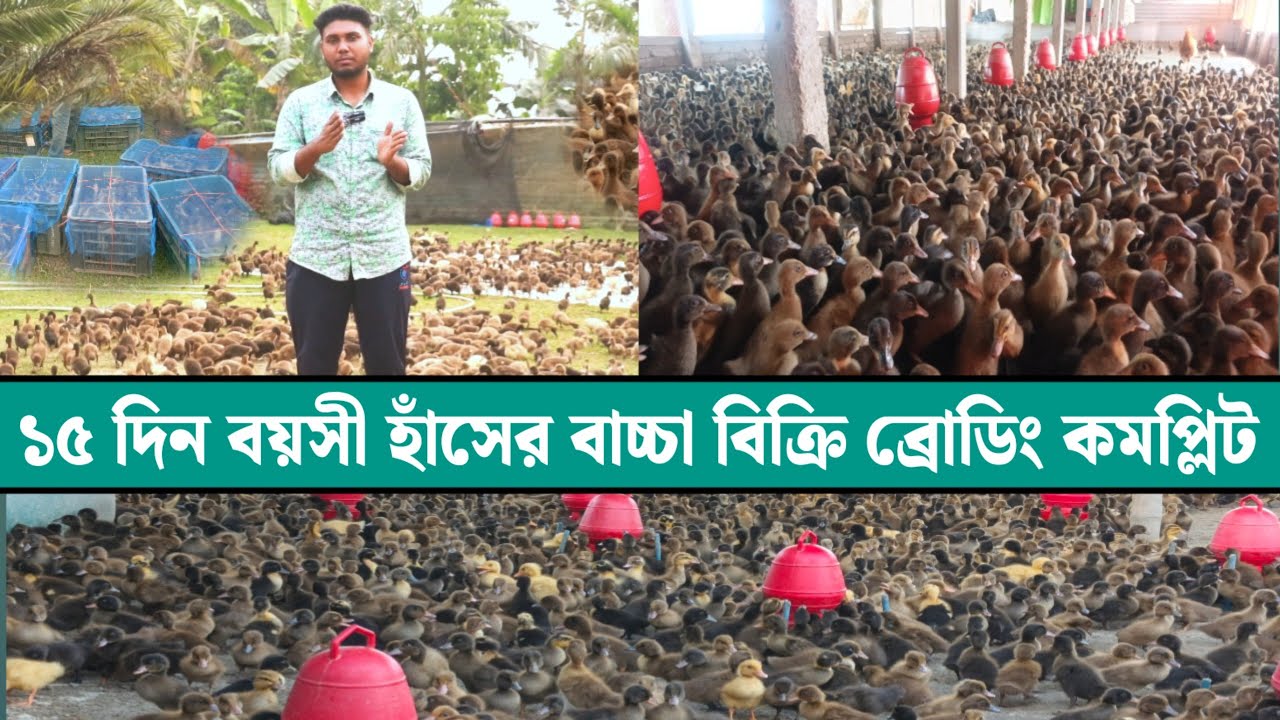 ১৫ দিন বয়সী হাঁসের বাচ্চা বিক্রি।ব্রোডিং কমপ্লিট হাঁসের বাচ্চা বিক্রি।আল-হিকমাহ হাঁসের খামার।