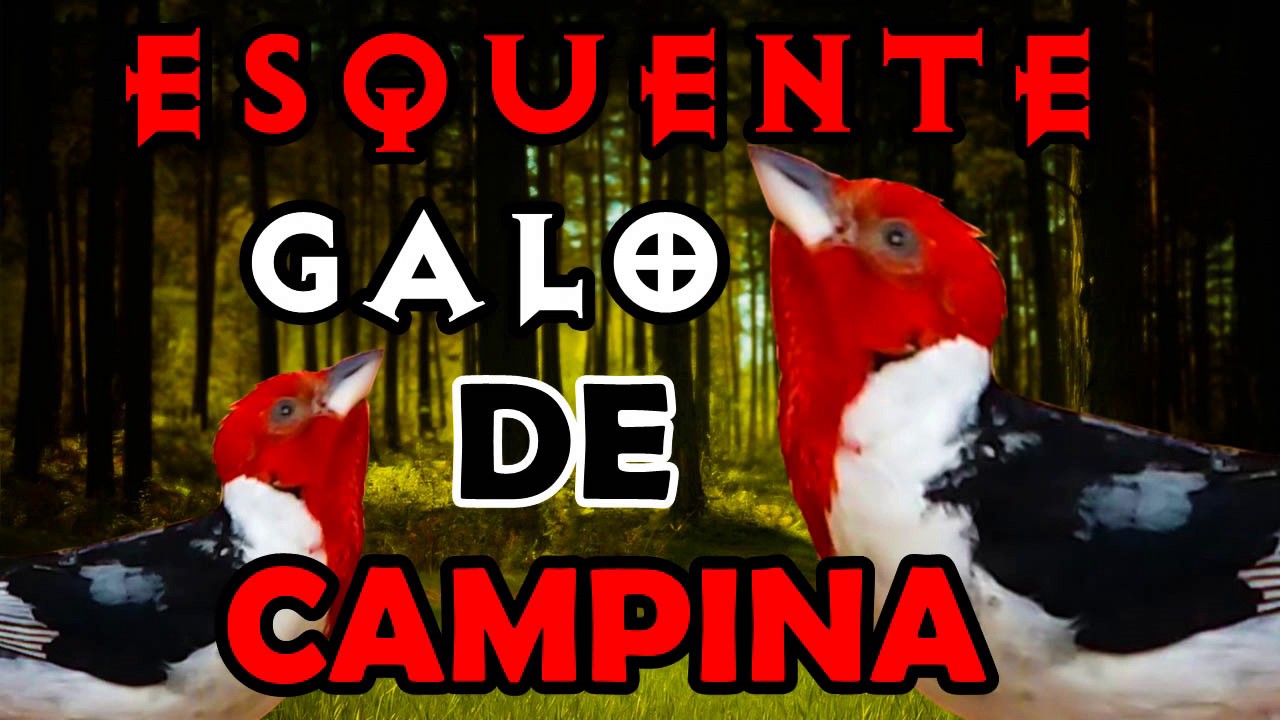 ESQUENTE SEU GALO DE CAMPINA RÁPIDO!
