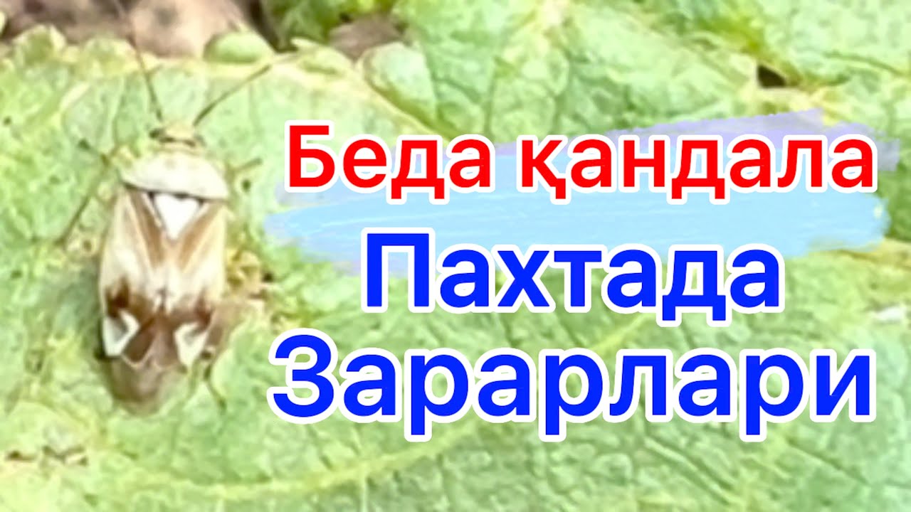 Беда қандаланинг пахтадаги зарарлари