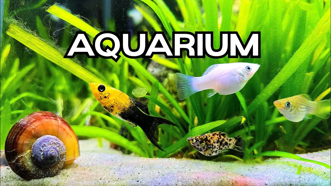 🔴Silent Aquarium 🐟 Relaxing Fish Tank for TV /Focus /Study