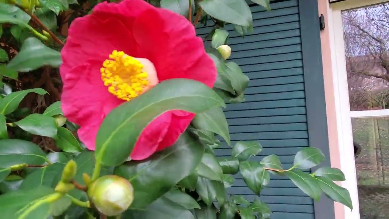 Camelia grande e generosa!