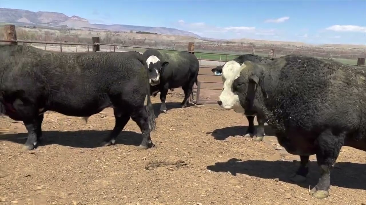Jo Bulls Turning In Bulls 2022 A