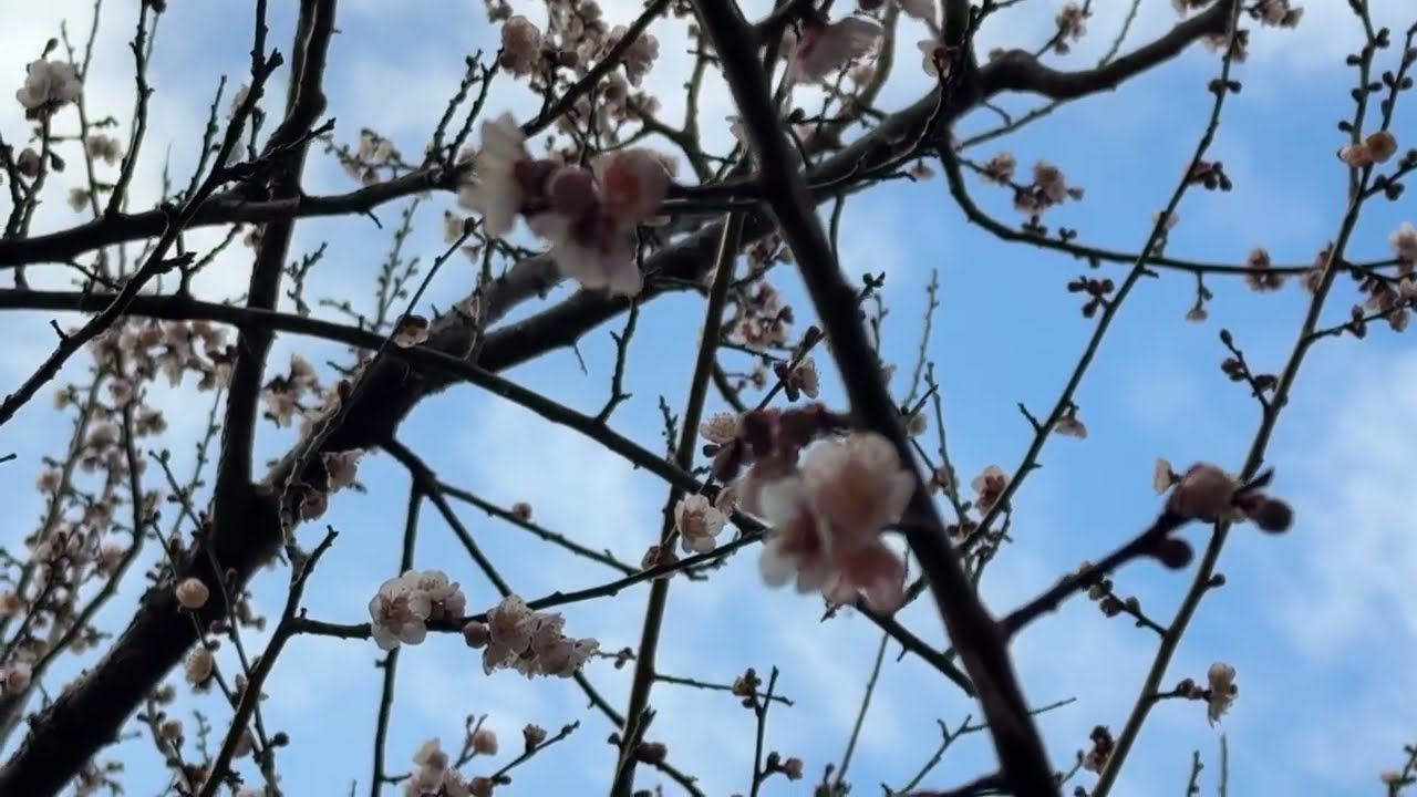 【静岡市】城北公園の桜 2026.1.28