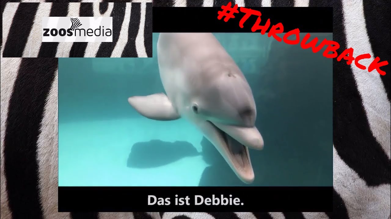 DELFINE spielen 🐬 vor, nach und während der Vorstellung im ZOO DUISBURG #THROWBACK | zoos.media