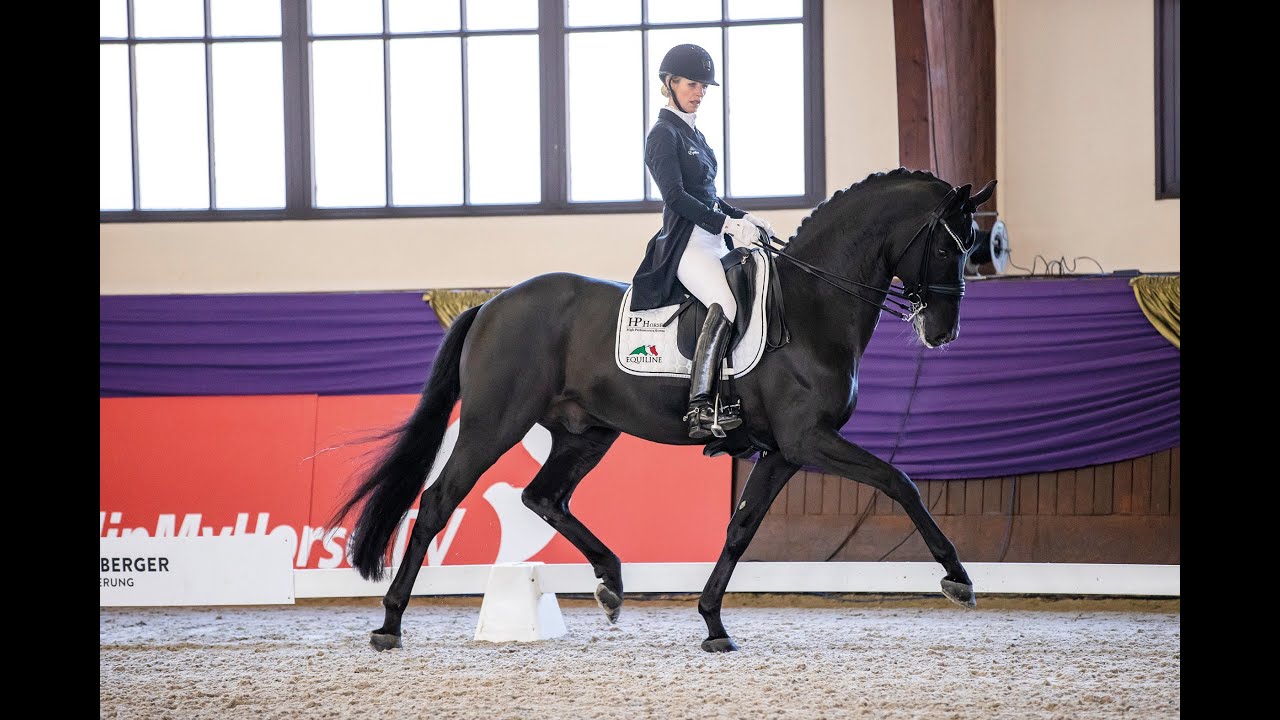 Fürsten-Look - Stallion Collection Schockemoehle & Helgstrand 2021 ENG