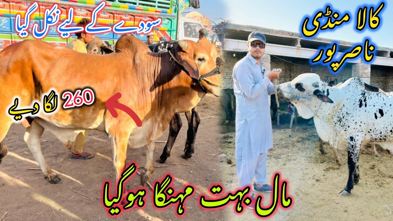 Kala maweshi mandi||Rates boht ziyada hogye😢|Apna soda banany ki kosish||Cattles prices