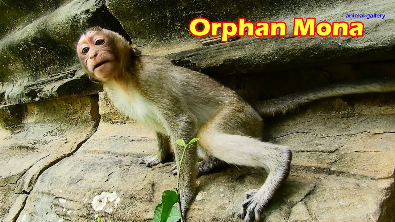 Pity poor orphaned Monkey Mona get attcked by the other monkeys including her friends