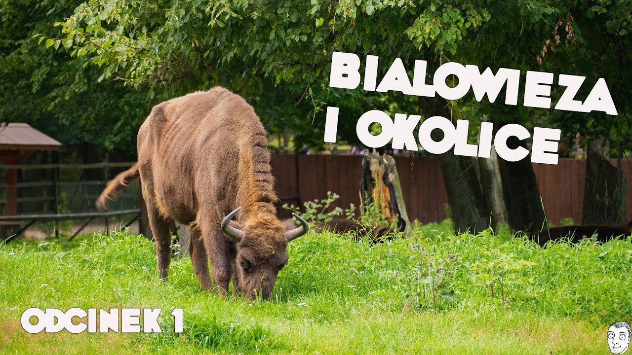Białowieża, Podlasie. Co warto zobaczyć?