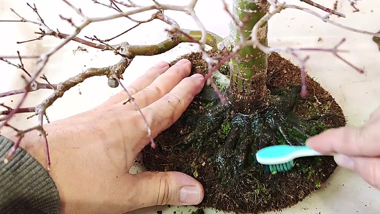 🔝 ¡¡¡BUEN NEBARI!!! DE BONSAI ARCE PALMATUM DESHOJO.