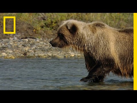 Salmon Fishing with Grizzlies | America's National Parks