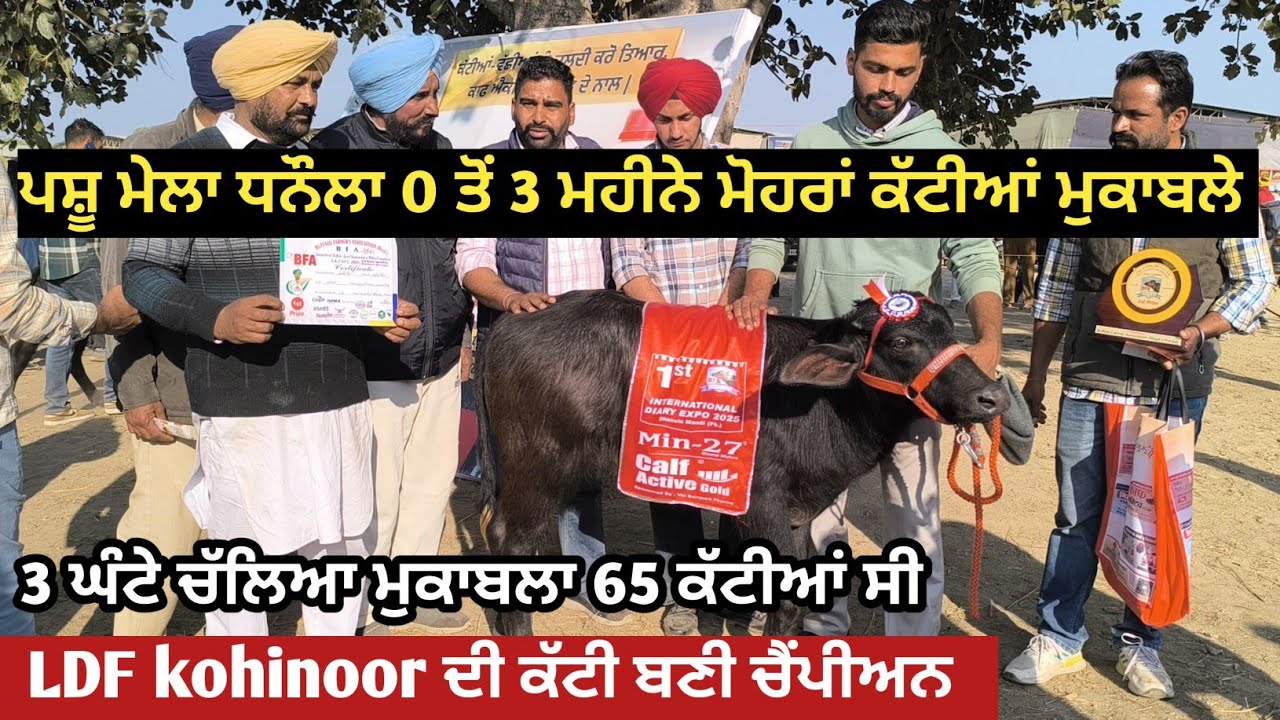 ਪਸ਼ੂ ਮੇਲਾ ਧਨੌਲਾ 0 ਤੋਂ 3 ਮਹੀਨੇ ਮੋਹਰਾਂ ਕੱਟੀਆਂ ਮੁਕਾਬਲੇ ਵਿੱਚ LDF ਕੋਹਿਨੂਰ ਦੀ ਕੱਟੀ ਚੈਂਪੀਅਨ।