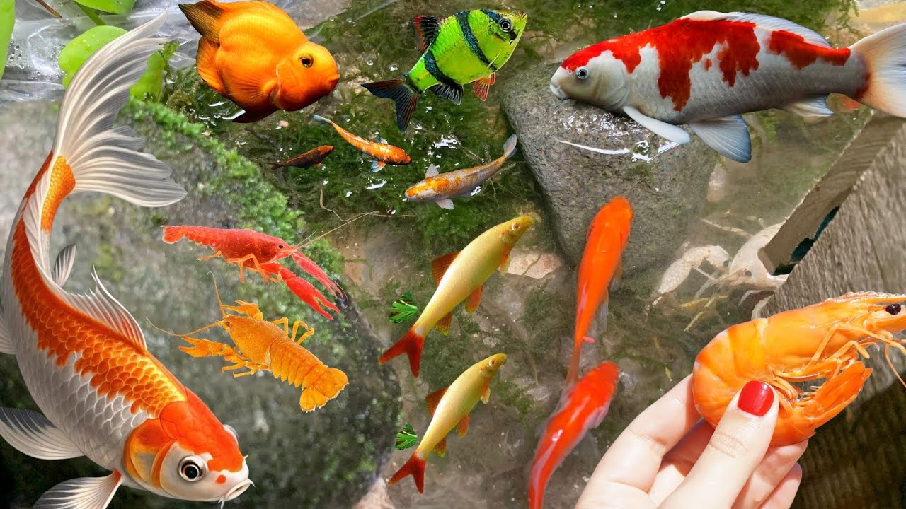 Mancing ikan hias di sungai kecil, ikan mas, ikan balon, ikan koki.
