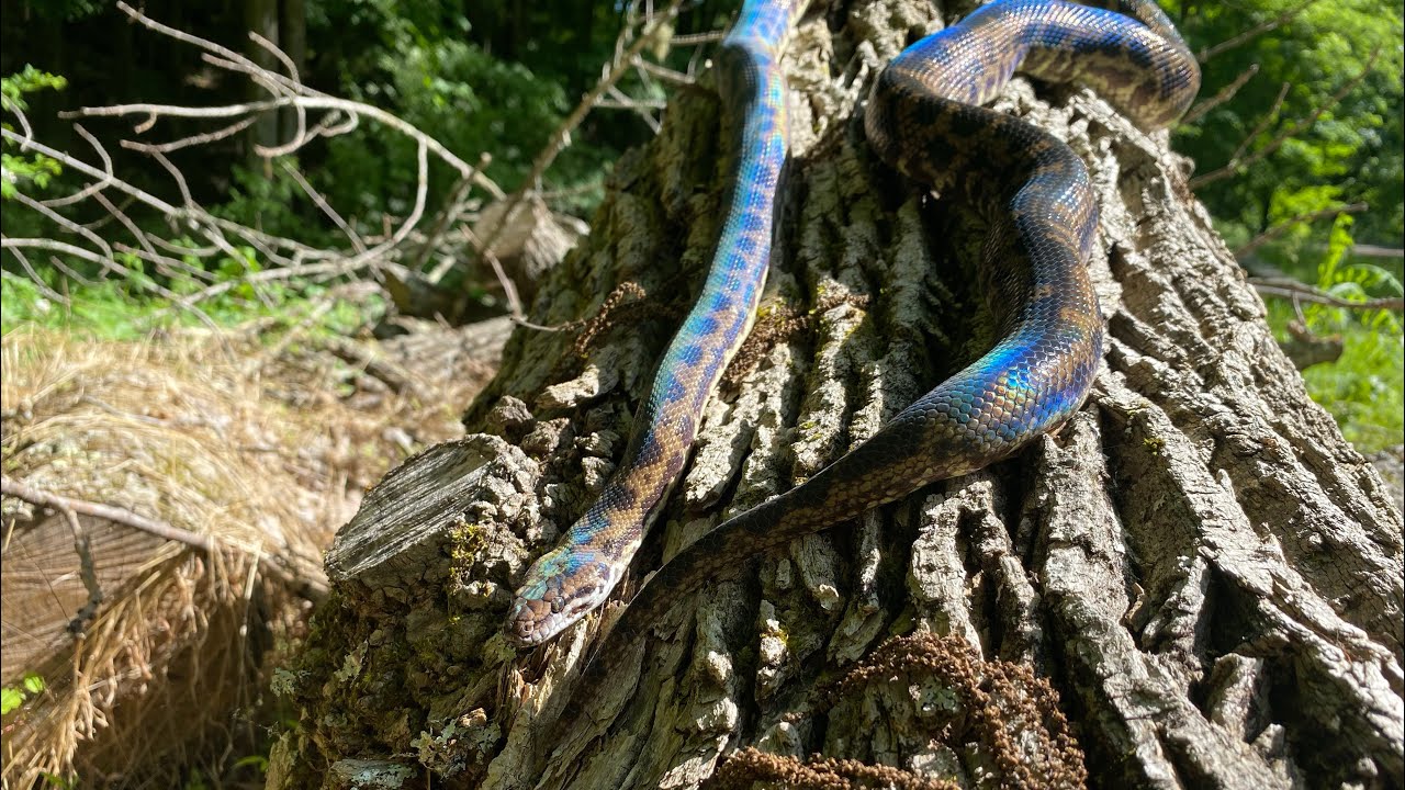 Enjoying our animals 4: Some time with my female cape York spotted python