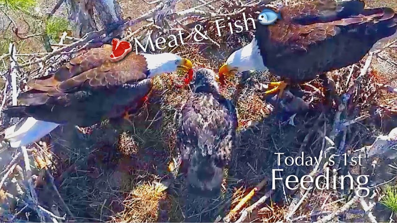 #247🦅E26🐥37°／SWFL Bald Eagle Nest 2025-2026／F23💗M15／Powerd by Southwest Florida Eagle Cam