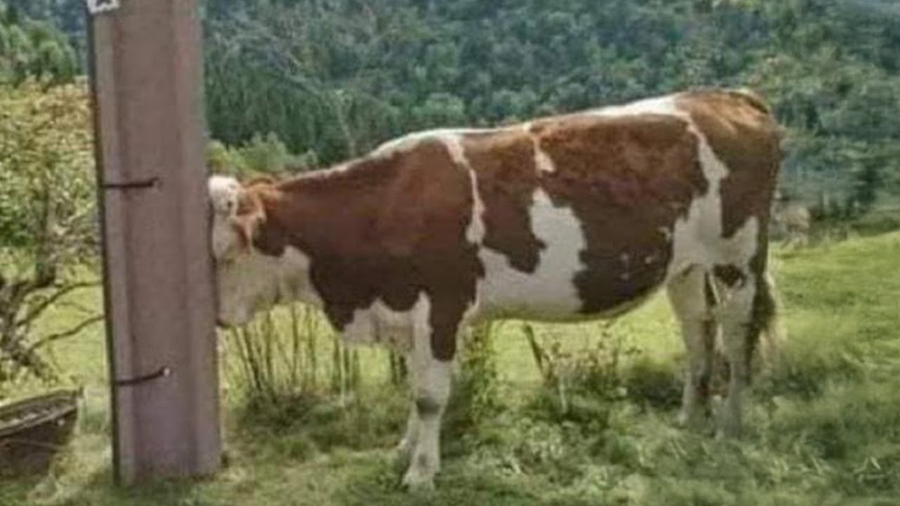 Funny Animals That Will Definitely Brighten Your Day😍Funniest Animals 2025