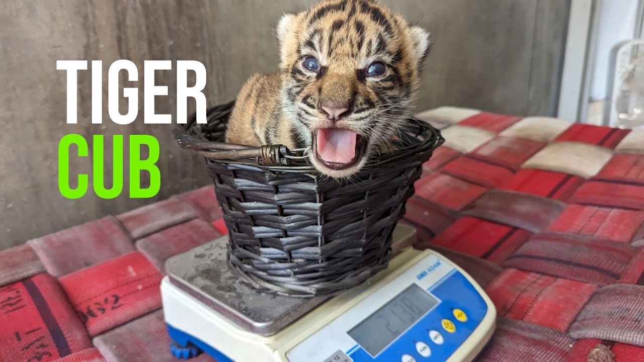 Giving Thanks For A Tiger Cub!!