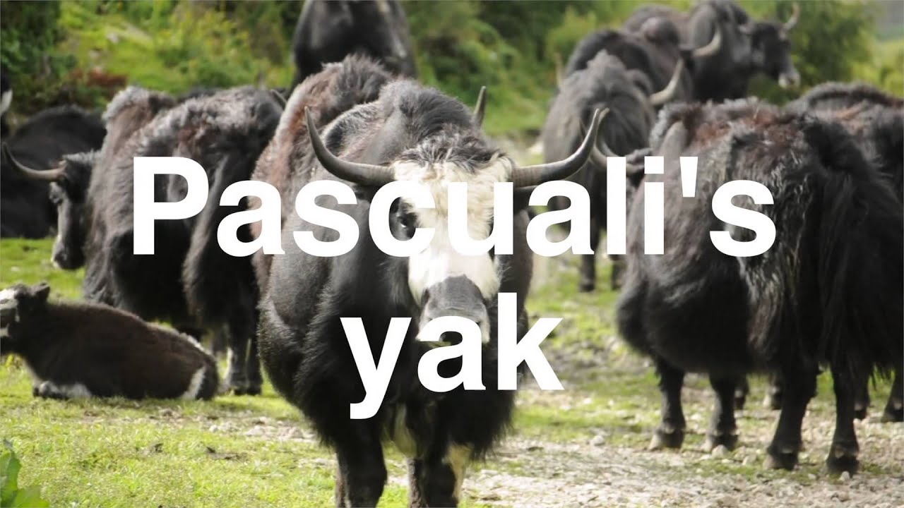 Pascuali – Herkunft unserer Yakwolle