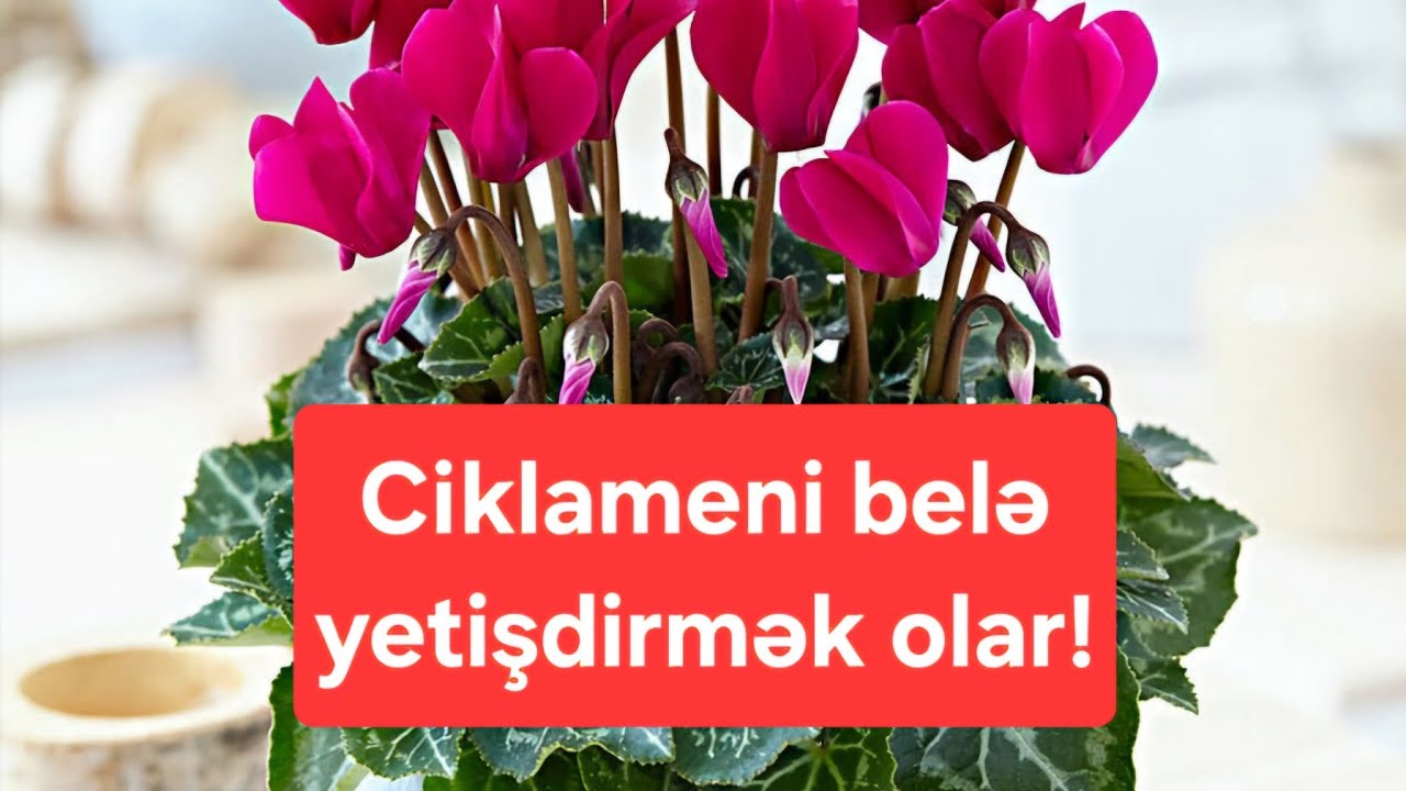 Ciklamen gülü belə yetişdirilir / Azər Qurbanov 
