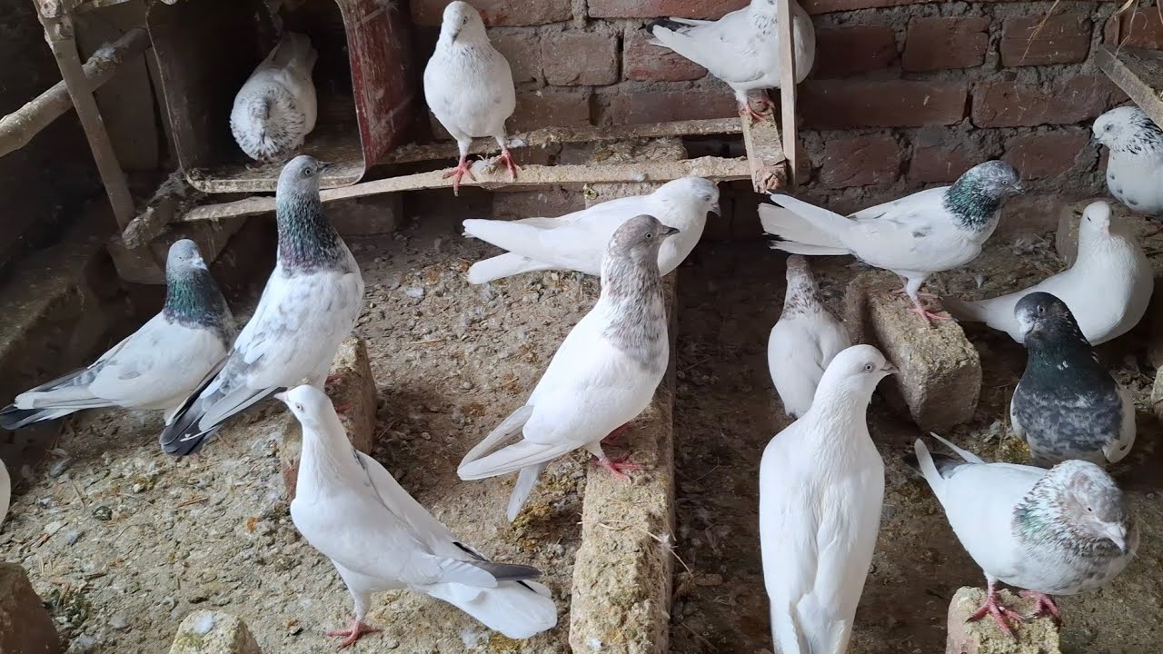 3 कबूतर गुम हो गए | Sartaj Pigeons 