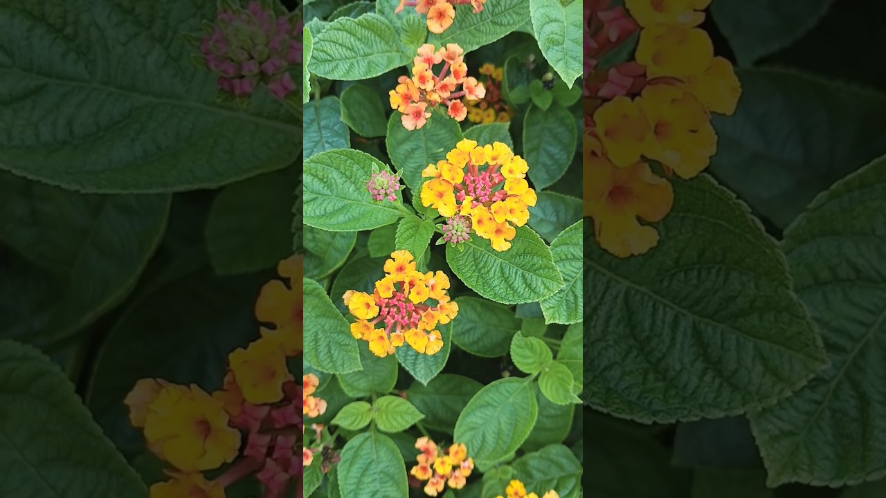 Beautiful Lantana Flowers 🌼 Florida, USA 🗽 #flower #flowers #lantana #florida #usa