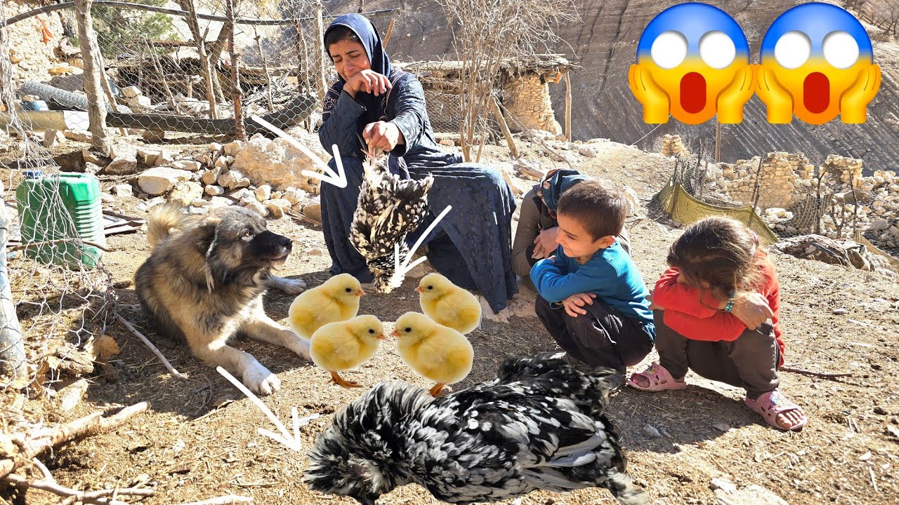 Esmat's Exciting Journey and the Challenges of Losing Chickens 🐦🏔️