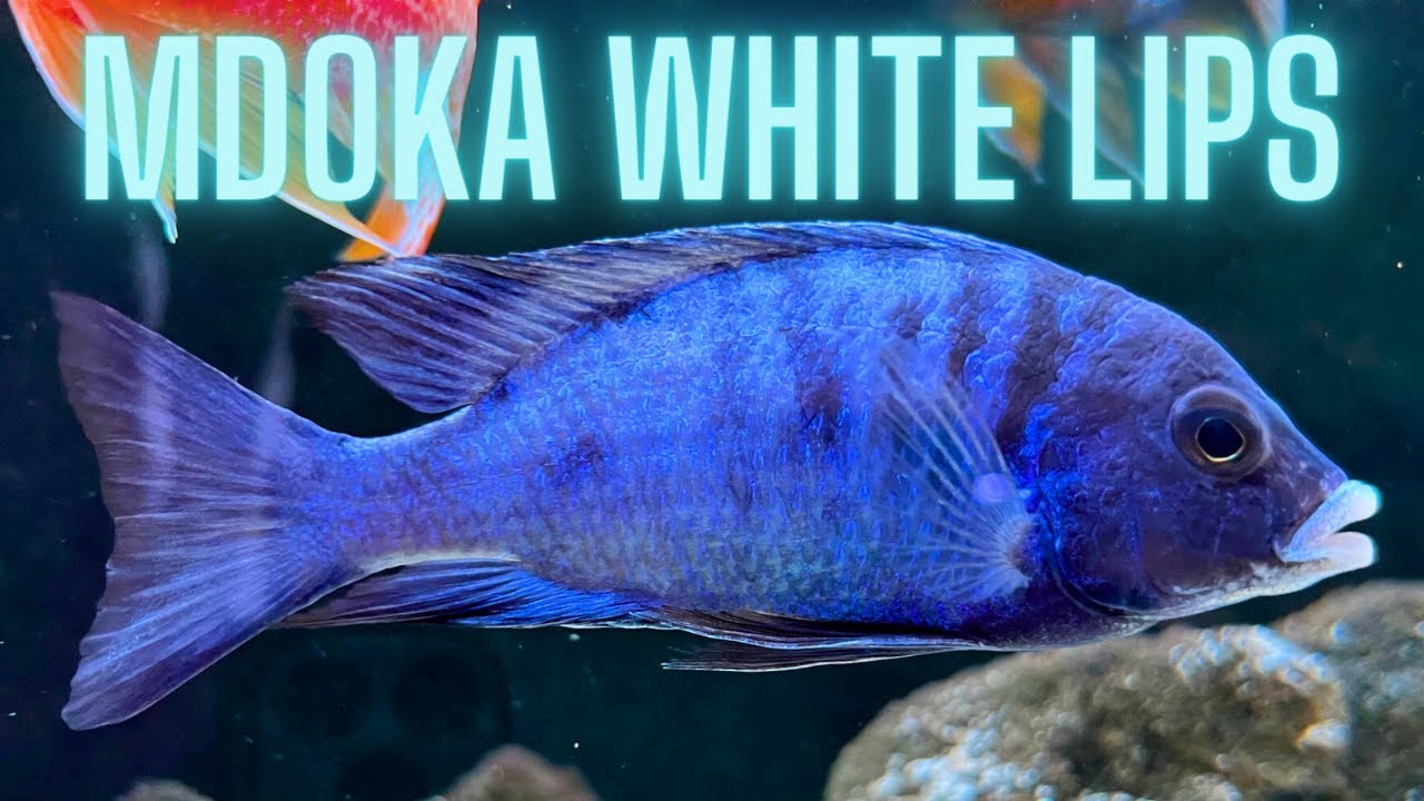 An Underrated African Cichlid: the Mdoka White Lips Cichlid (Care & Breeding Guide)