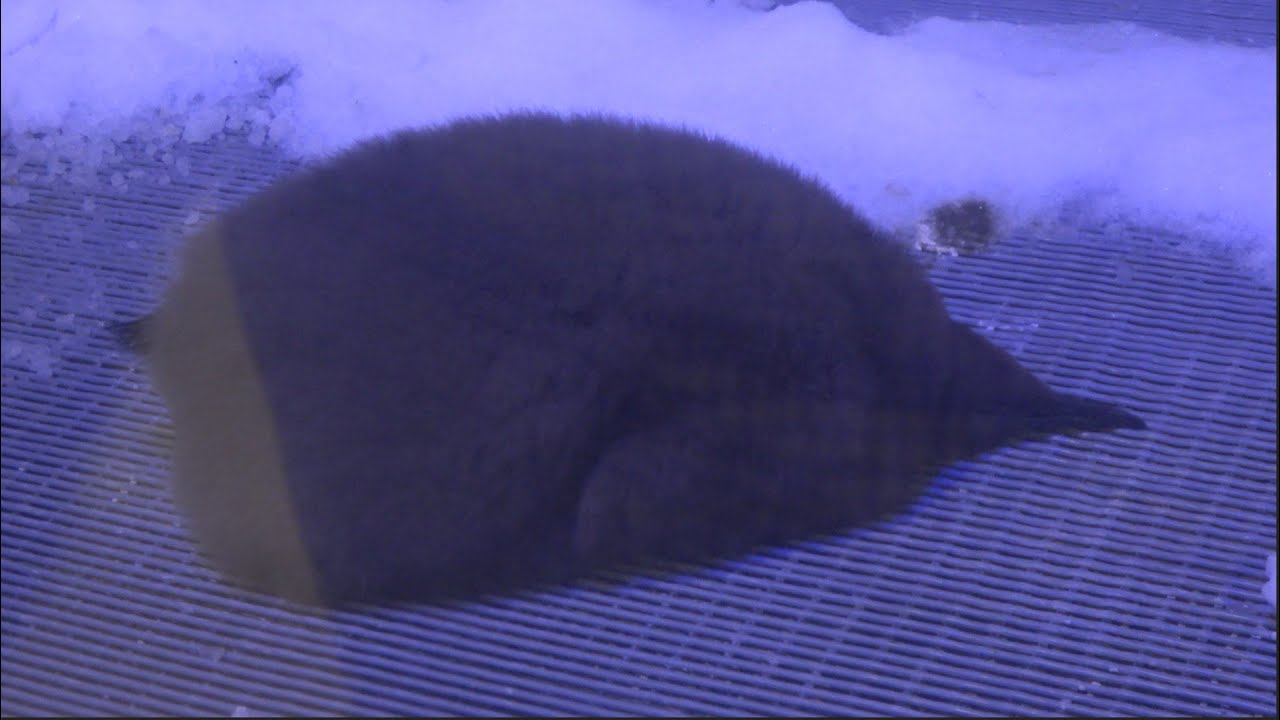 Pesto the Baby Penguin Sleeping! | Sea Life Melbourne