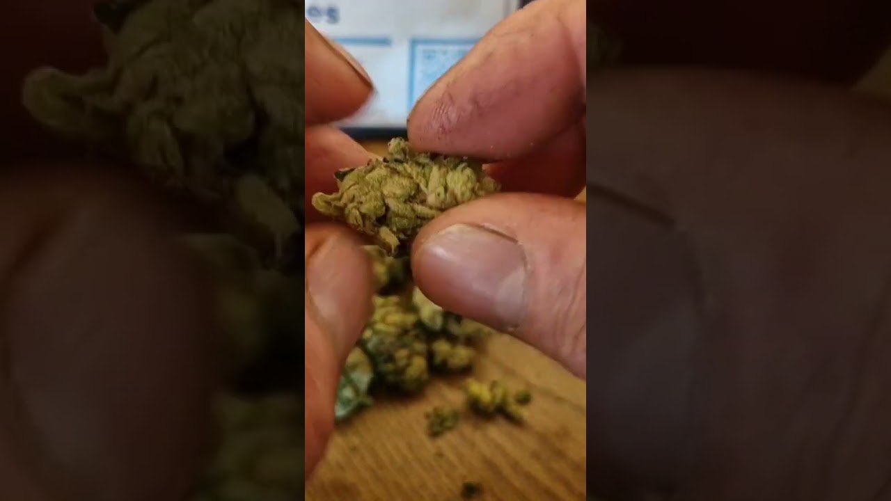 Zookies by curaleaf 26% trash