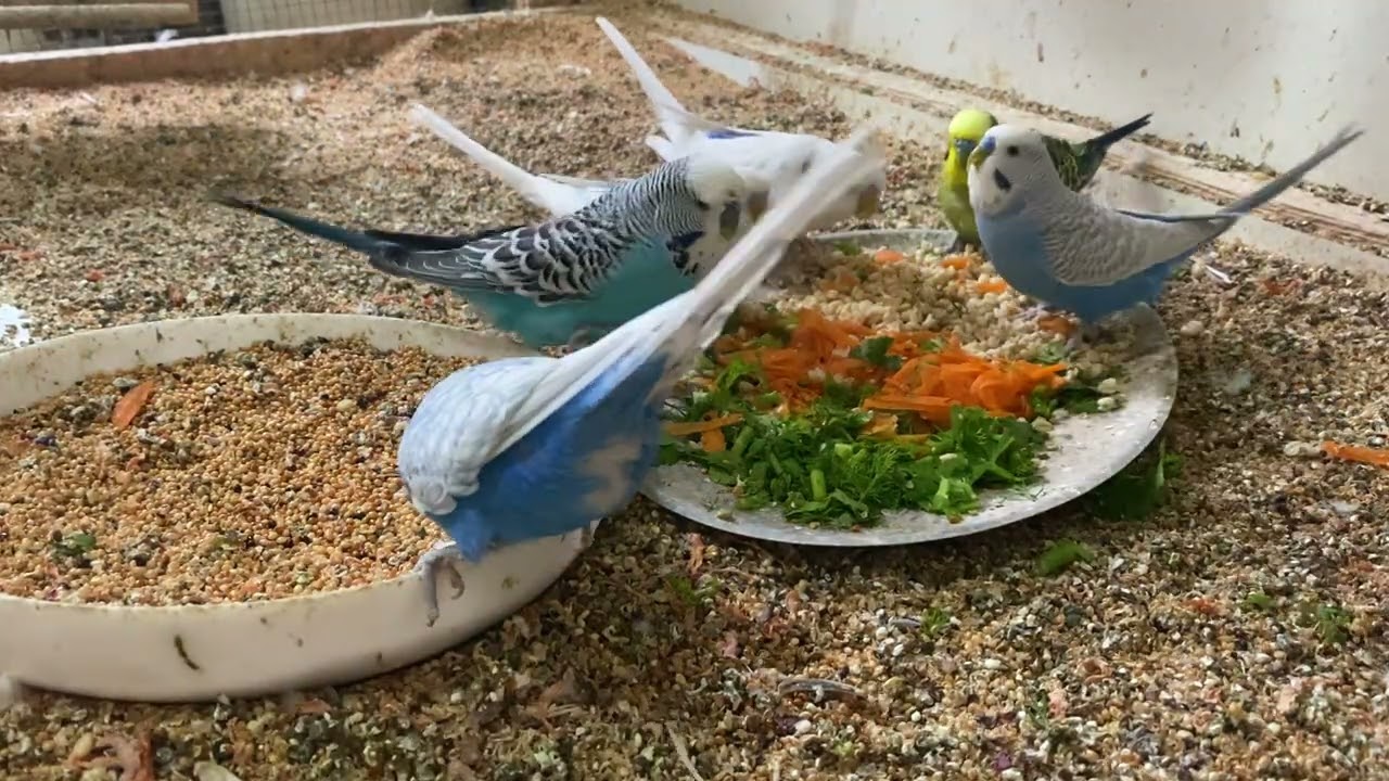 43 Minute Budgies Sounds, Budgies Feeding Time Relar ASMR HD 4K 60FPS