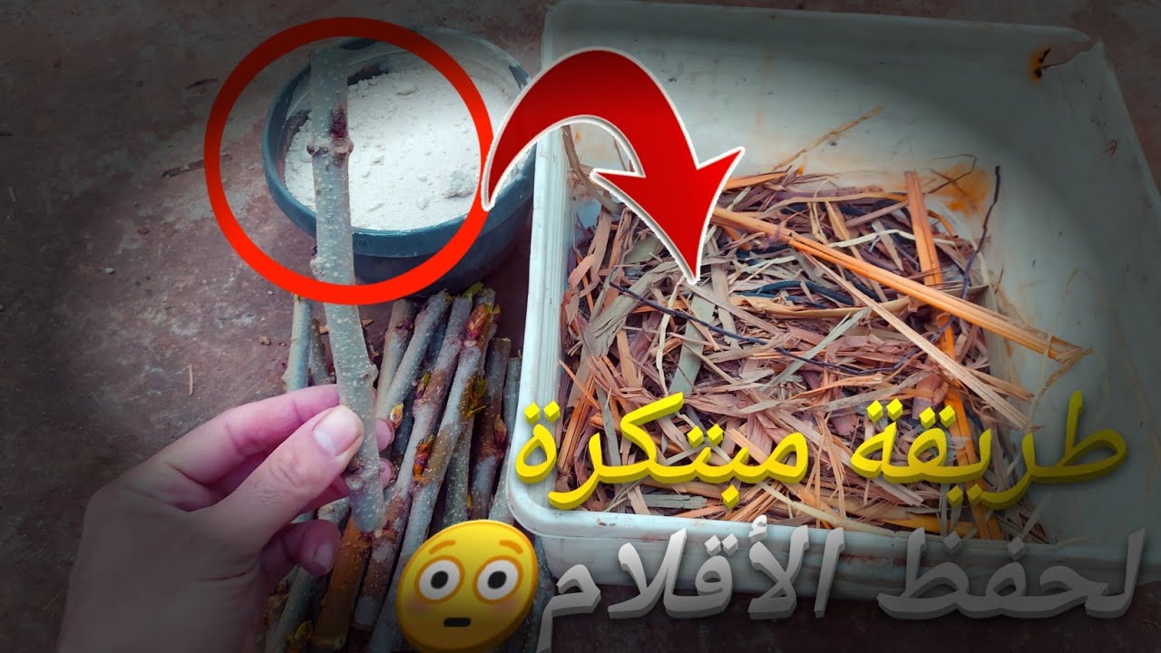 طريقة حفظ عقل الأشجار