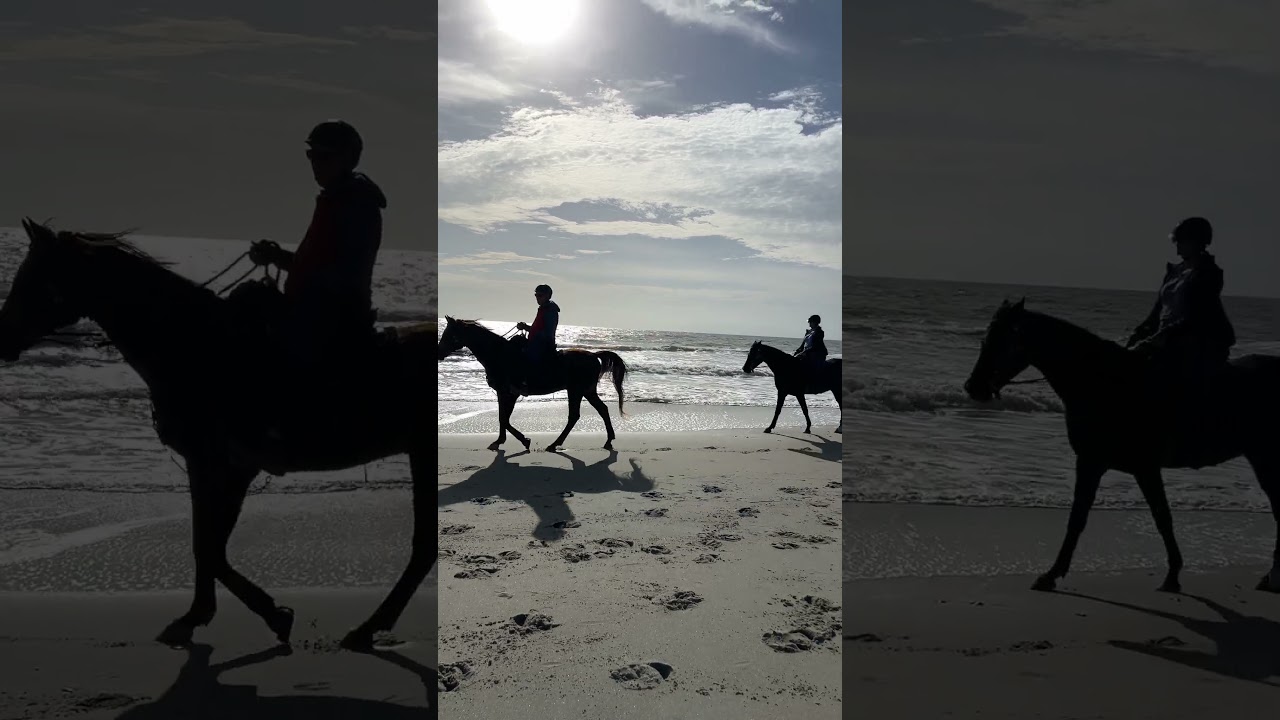 Horses on the Beach in Myrtle Beach, South Carolina!  