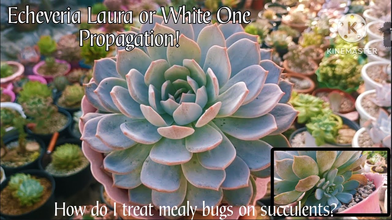Echeveria Laura Or White One Succulent Propagation! ||•How do I treat mealyBugs on Succulents?