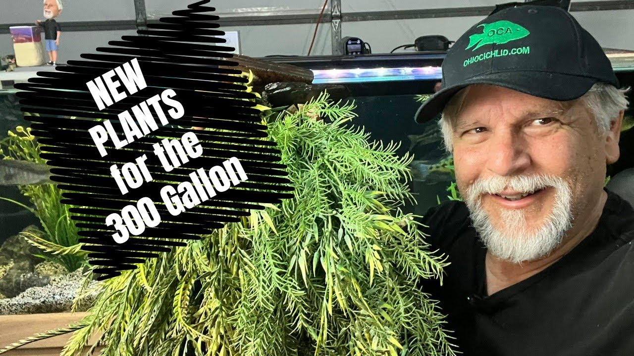 New Artificial Plants from Elite Cichlids Go into the 300 Gallon Aquarium!