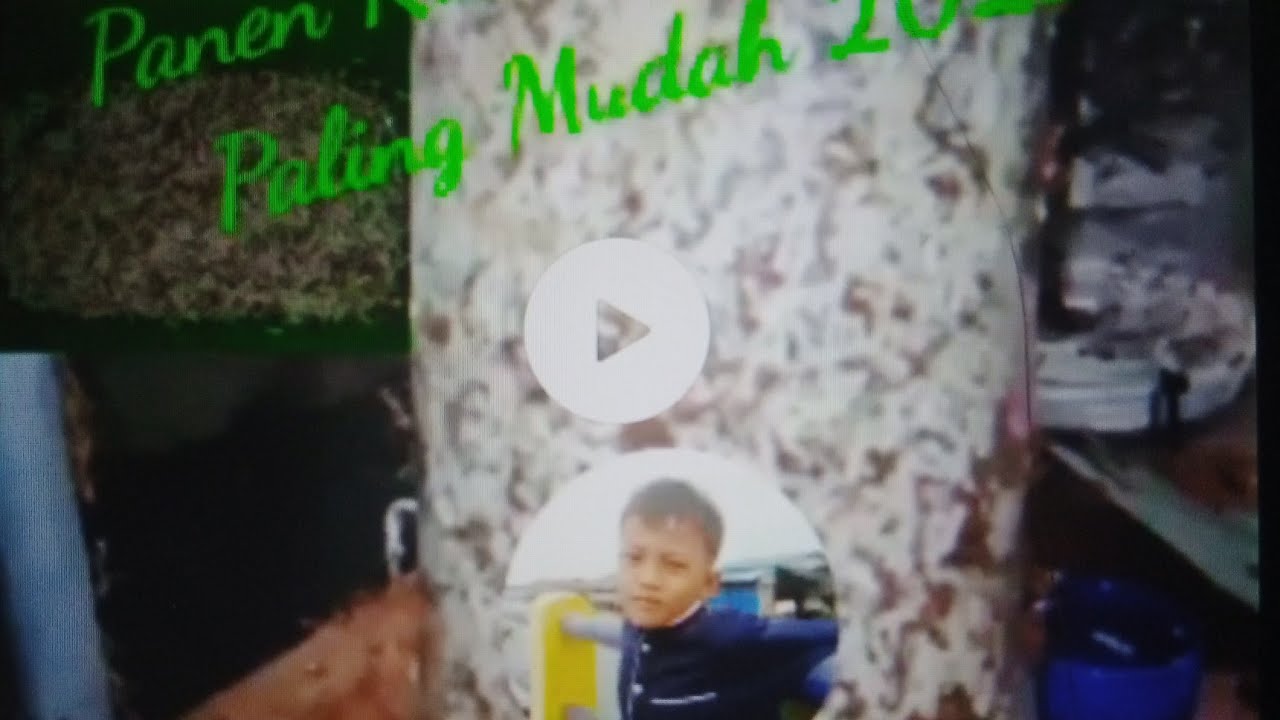 Cara Panen Kroto media Toples Paling Mudah #Weaver ant Bredding