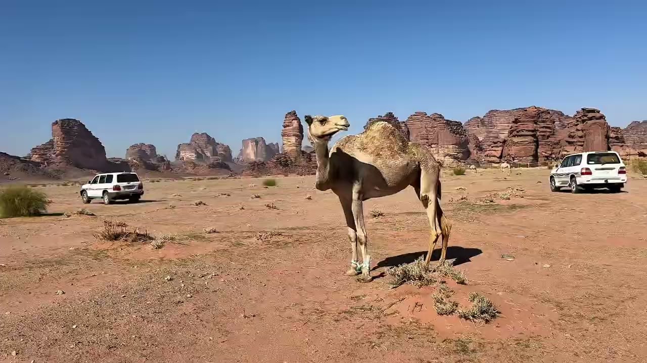 مكشات الشمال ١٤٤٧هـ (بجده)