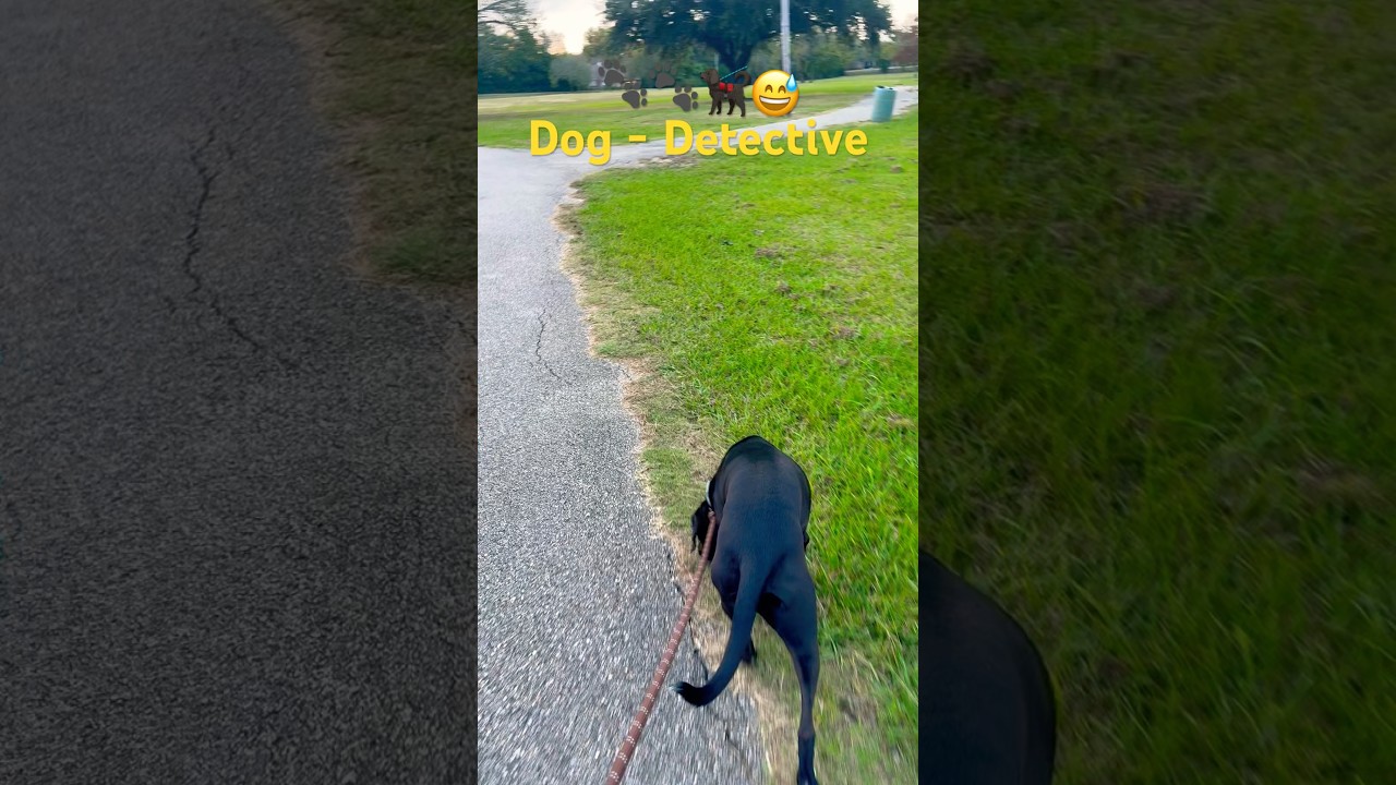 🐾Detective Dog🐾🐕‍🦺 