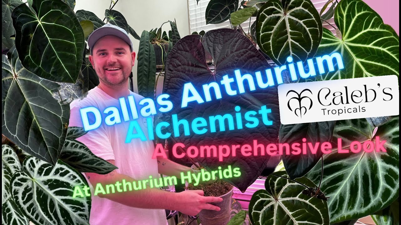 Inside the Anthurium Obsession: A Visit with Dallas Hybridizer Caleb's Tropicals Houseplant Tour
