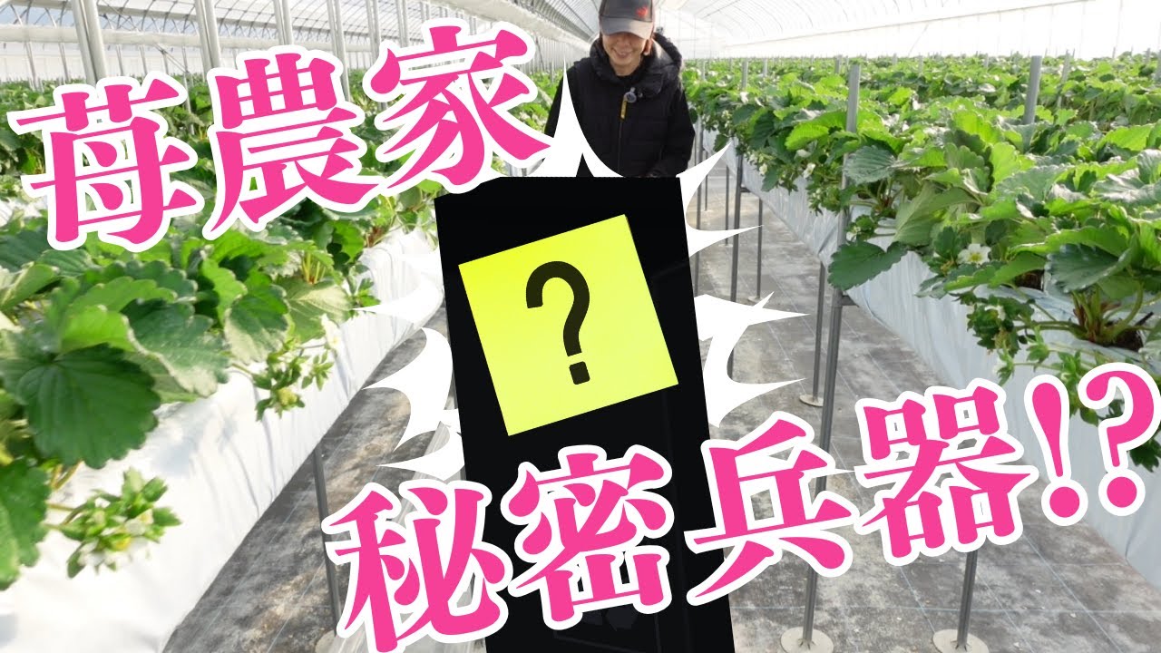 【農家のリアル】ビニールハウスの設備紹介！暖房・炭酸ガス・ミツバチ、そして導入して良かった掃除グッズとは？
