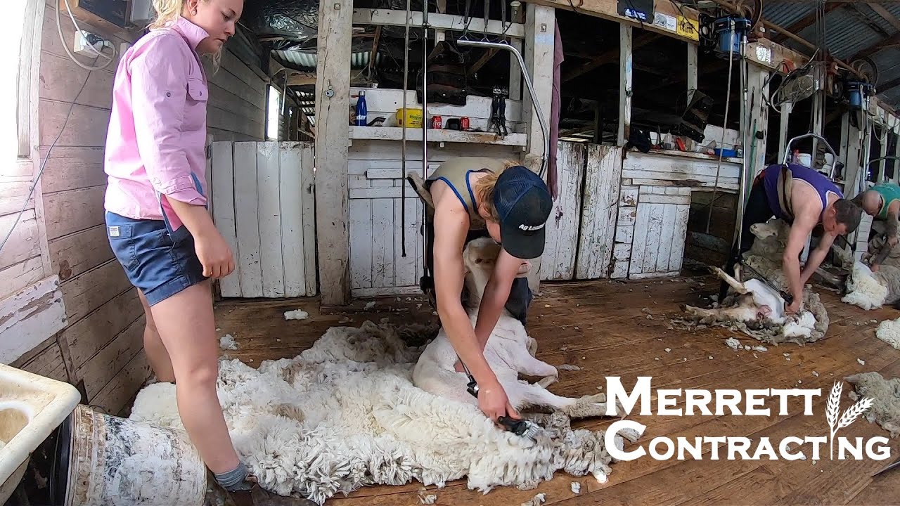 Shearing Is Hard Work!!! | Australian Farm | Wool Harvesting