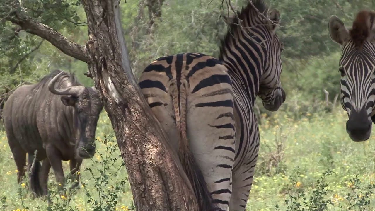 Blessed relief! Zebra scratches its itchy bits against a tree