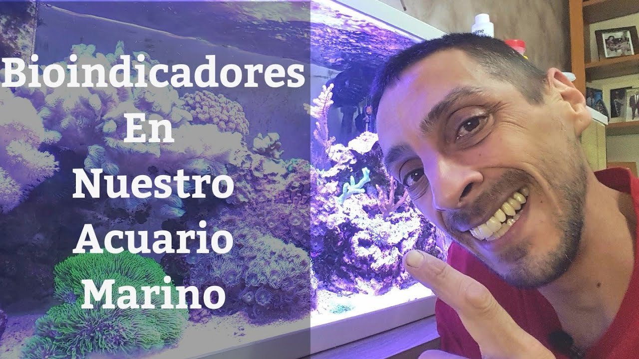 🔵 Bioindicadores En Nuestro Acuario Marino (Acuarios MB)
