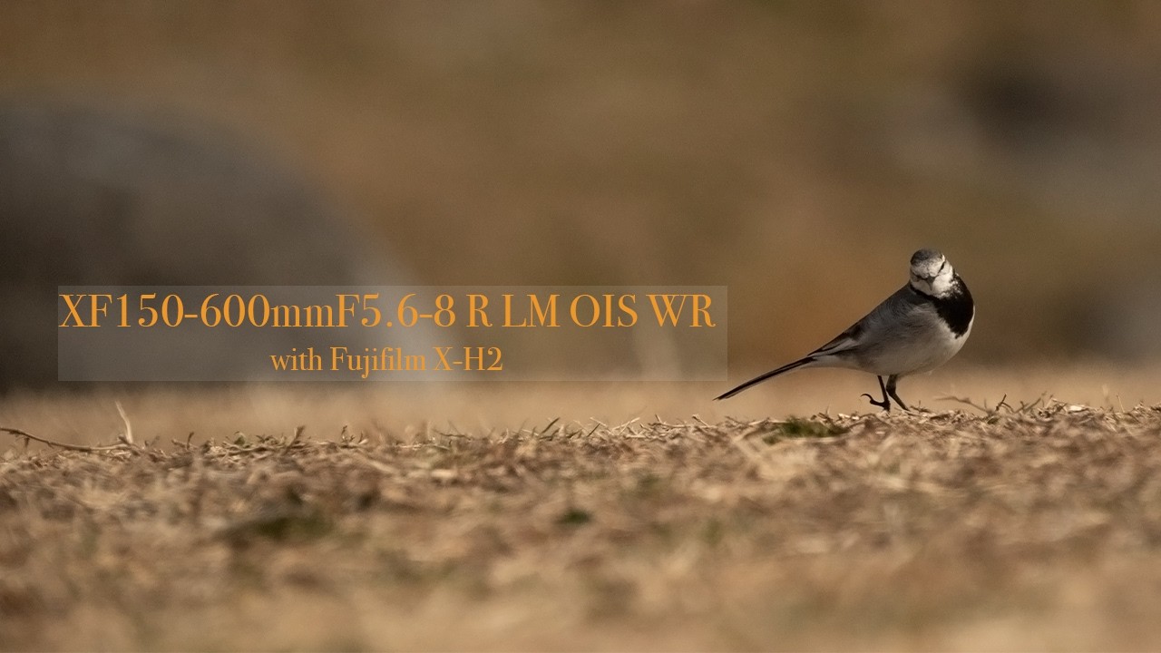 One day Tokyo Birds XF150-600mmF5.6-8 R LM OIS WR with fujifilm xh2