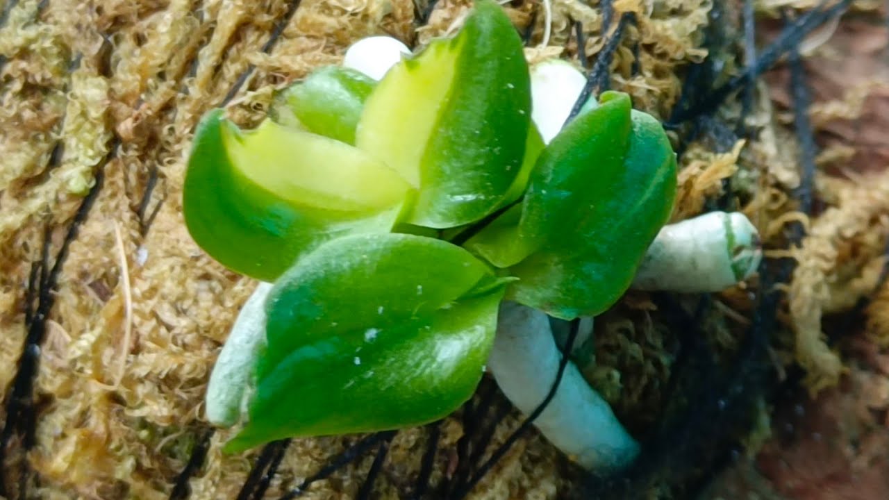 NHẠN T8 KẺ SỌC (12/3) PHƯỚC LÊ 0332120650
