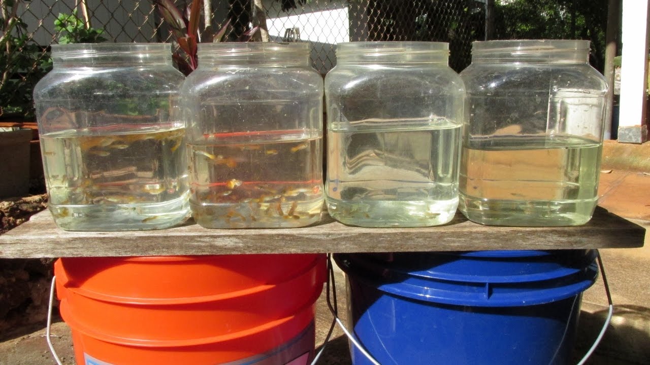 Raising Guppies:  Sorting, Sexing, and Culling Purebred and Crossbred Fry