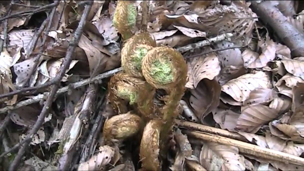 Mijn reis door Europa 8 : Westerwald (Duitsland)